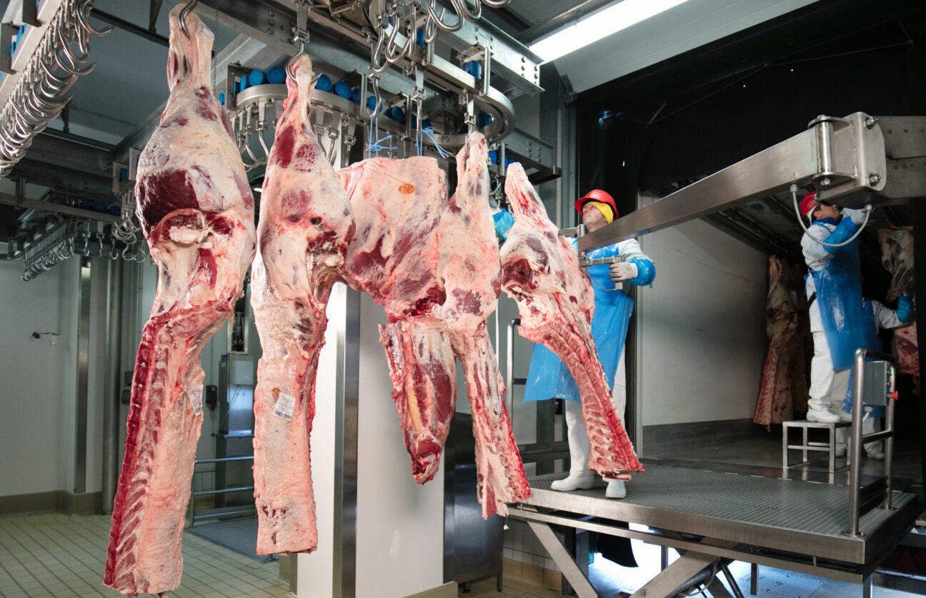 BELLINI__V5A7222_HR_cut